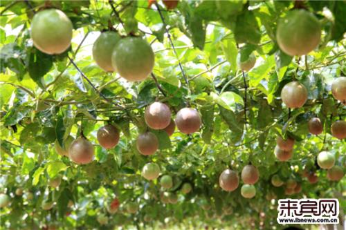 湖北宜昌五峰特产洋芋粑粑 贵州的特产洋芋粑粑