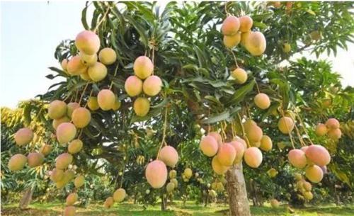 华坪特产芒果有哪些特色 华坪哪个品种的芒果好吃