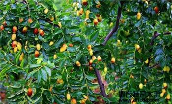 枣油桃是哪里的特产 枣油桃介绍