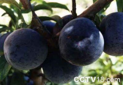 北京水果特产哪里批发 北京几个水果批发市场