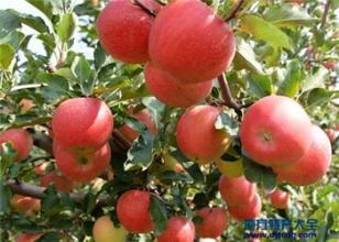 家乡的特产是苹果该怎样介绍 家乡的特产30个字苹果