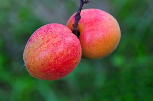 平谷特产啥杏 平谷的特色水果有哪些12种