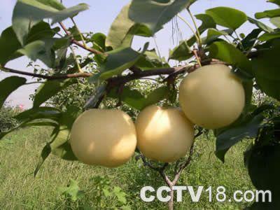 云南特产葫芦梨正在生长期 云南火把梨产地哪里