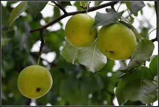 漳州东山岛有什么特产水果 漳州的十大水果特产是什么