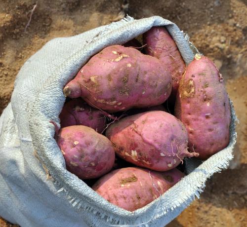 农村特产红薯无污染随便加工 红薯可加工产品