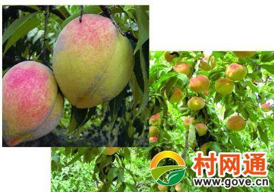 桃河谷的特产有哪些 七月份哪里的桃好吃