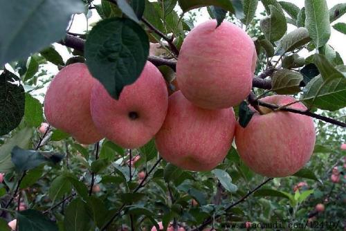 山东富士苹果是哪里的特产啊 山东苹果什么地方产的最好吃