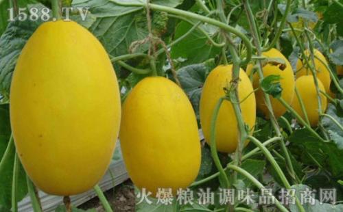 河北特产甜瓜图片及价格表 在河北省最畅销的甜瓜有几种