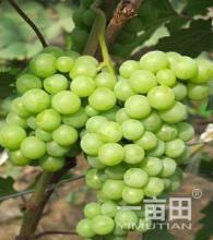 河北邯郸有哪些土特产品 邯郸最大的土特产批发市场