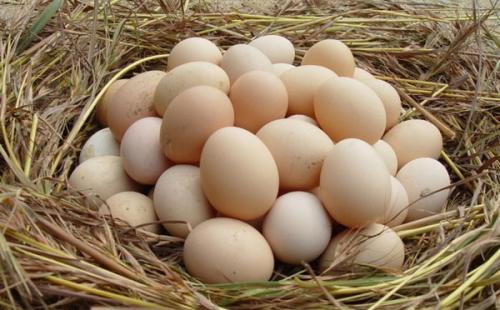 河南特产五香卤蛋鹌鹑蛋 独立包装五香卤蛋