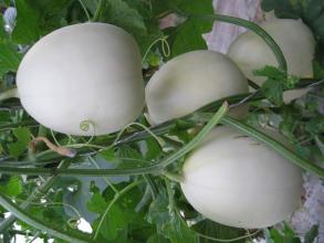 新疆特产薄皮黄甜瓜是什么 新疆最主要的甜瓜产地