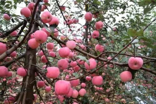 我的家乡的特产苹果 家乡的苹果特产介绍一下