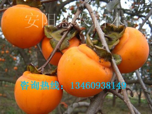 兴隆县特产水果 