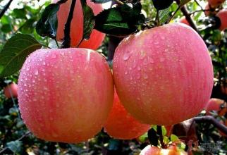 丰县家乡的特产红富士的传说 徐州丰县苹果和山东富士哪个好吃