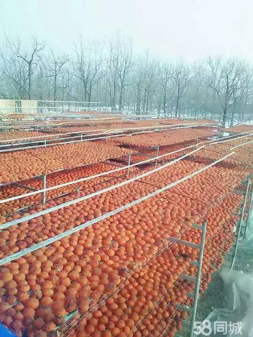 磨盘柿之乡是哪里的特产 盘山磨盘柿的特产