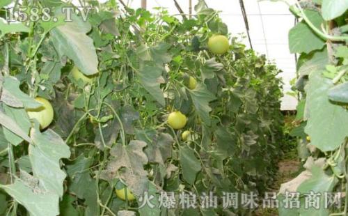 武汉水果蔬菜特产批发市场 湖北江汉农贸市场蔬菜