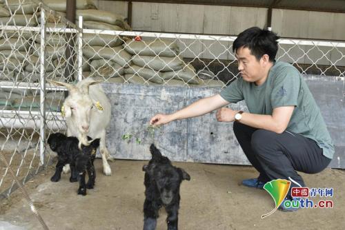 马山黑山羊的特产 广西最正宗的黑山羊
