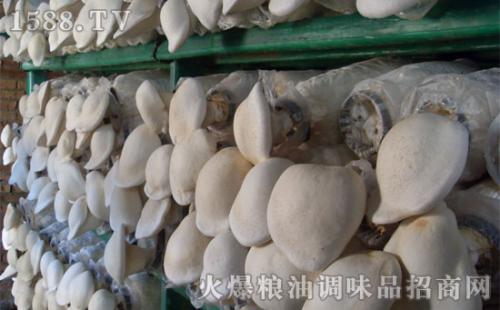 广水特产白灵菇 商州区白灵菇图片