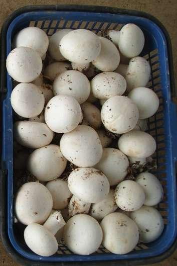 广灵双孢菇