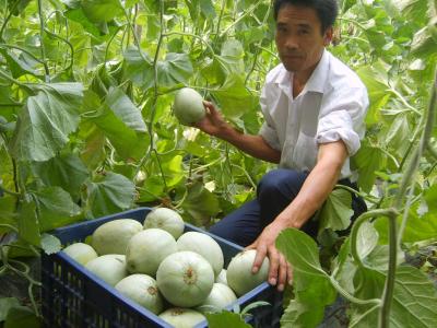 忻州特产蔬果有哪些 忻州特产蔬果有哪些品种