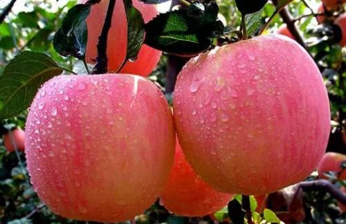 宝山特产明月苹果 宝山苹果哪家最好吃