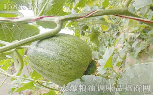 海原县展馆农特产品受青睐 紫阳县特色农产品