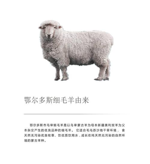 羊绒世家鄂尔多斯特产 鄂尔多斯羊绒产地价格