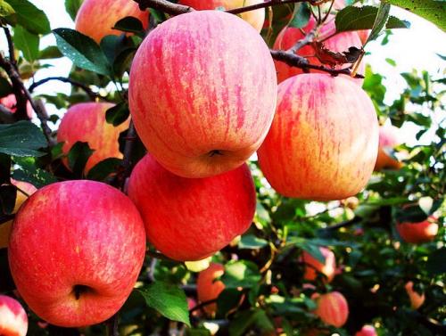 红富士苹果是山东特产吗 山东红富士苹果十元四斤