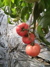 我的家乡的特产番茄 民勤老家的西红柿