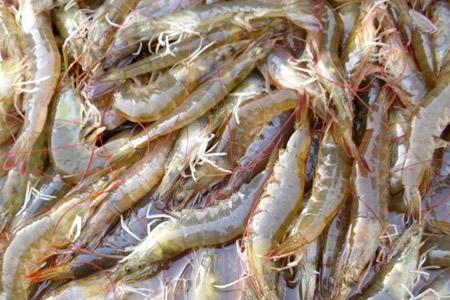 渤海湾特产是明虾还是对虾 渤海湾最便宜的虾