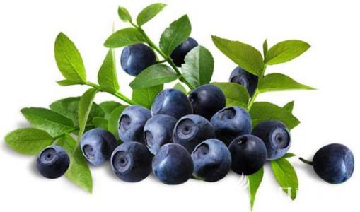 蓝莓是南方的特产嘛为什么不甜 蓝莓是江西好还是云南的好