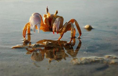 葫芦岛螃蟹