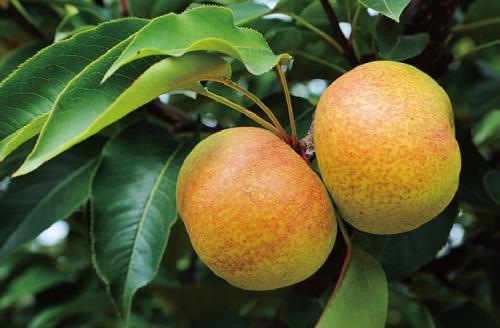 象山特产苹果梨 东北产的苹果梨哪个产地的最好吃