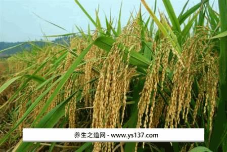 水稻特产是什么 家乡特产水稻有哪些