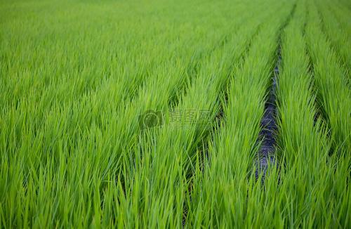 绿色有机农特产品 绿色有机农产品怎么生产
