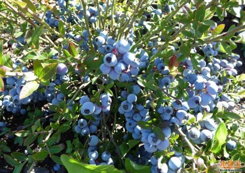 新疆特产蓝莓干多少钱408克的 新疆蓝莓干哪里有售