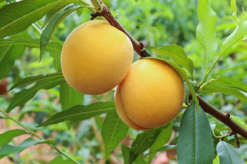 特产之一黄桃 黄桃是广东哪里的特产