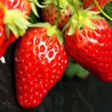 海南特产水果图片草莓 海南野生小水果图片
