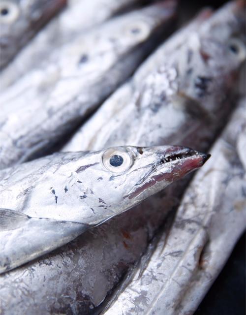 海鲜特产带鱼 带鱼特产有哪些
