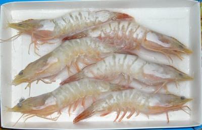 汕头的特产干对虾要怎么吃 东山特产干对虾怎么吃