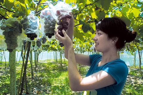 乌海特产的葡萄种类 乌海的葡萄有多少品种
