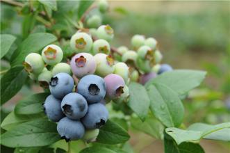 蓝莓李果新疆特产好吃吗 伊犁蓝莓味李果的功效