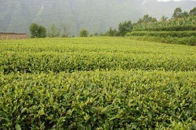 四川有哪些茶叶特产品牌 