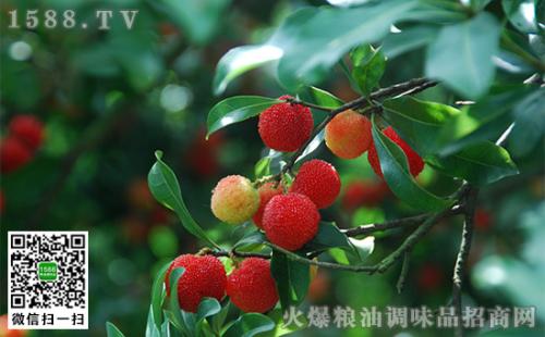 杨梅属于广东哪里的特产水果 广东杨梅产地是哪里