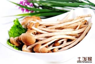 茶树菇是什么地方的特产 干茶树菇在福建买多少钱一斤