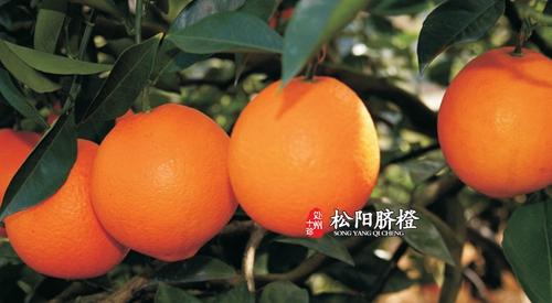 丽水特产橙子是什么品种 橙子特产商品