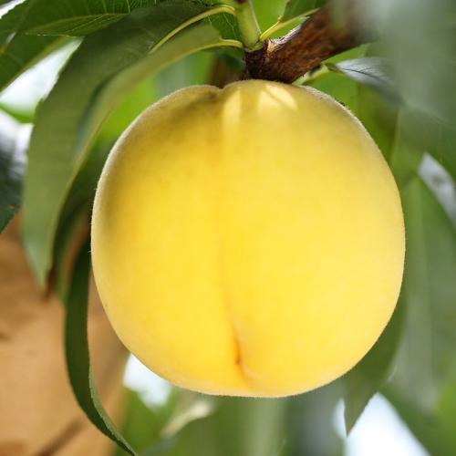 本地特产滋滋甜的大黄桃 又大又脆又甜的黄桃看到就想吃