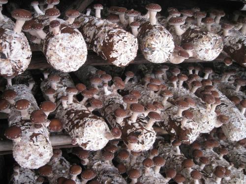 贵州山区特产香菇 贵州哪里香菇做的最多
