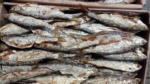 北海特产高级海味鱿鱼干 正宗北海鱿鱼干多少钱一斤