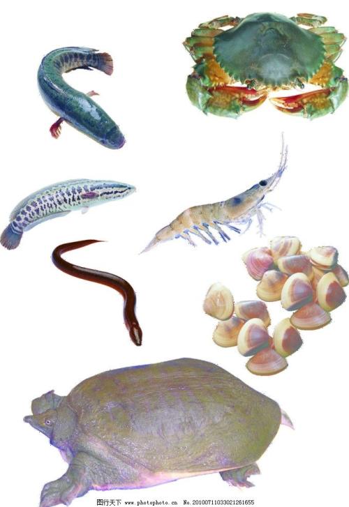 山东长岛海鲜特产是什么鱼类 